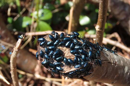 Image of Alder Flea Beetle