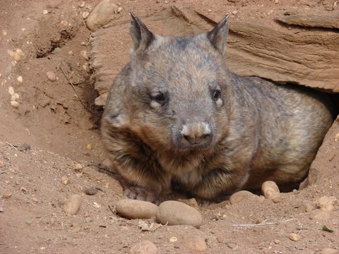 Image of Southern Hairy-nosed Wombat