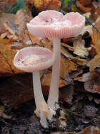 Image of Mycena rosea Gramberg 1912