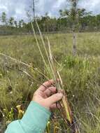 Image of Mohr's Bluestem