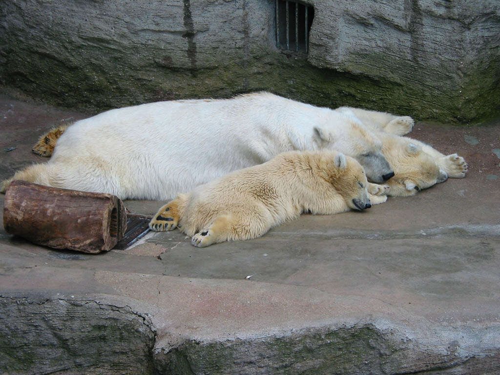 Imagem de urso-polar