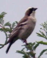 Image of sparrow-weaver