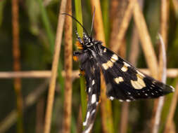 Imagem de Phalaenoides tristifica Hb. 1819