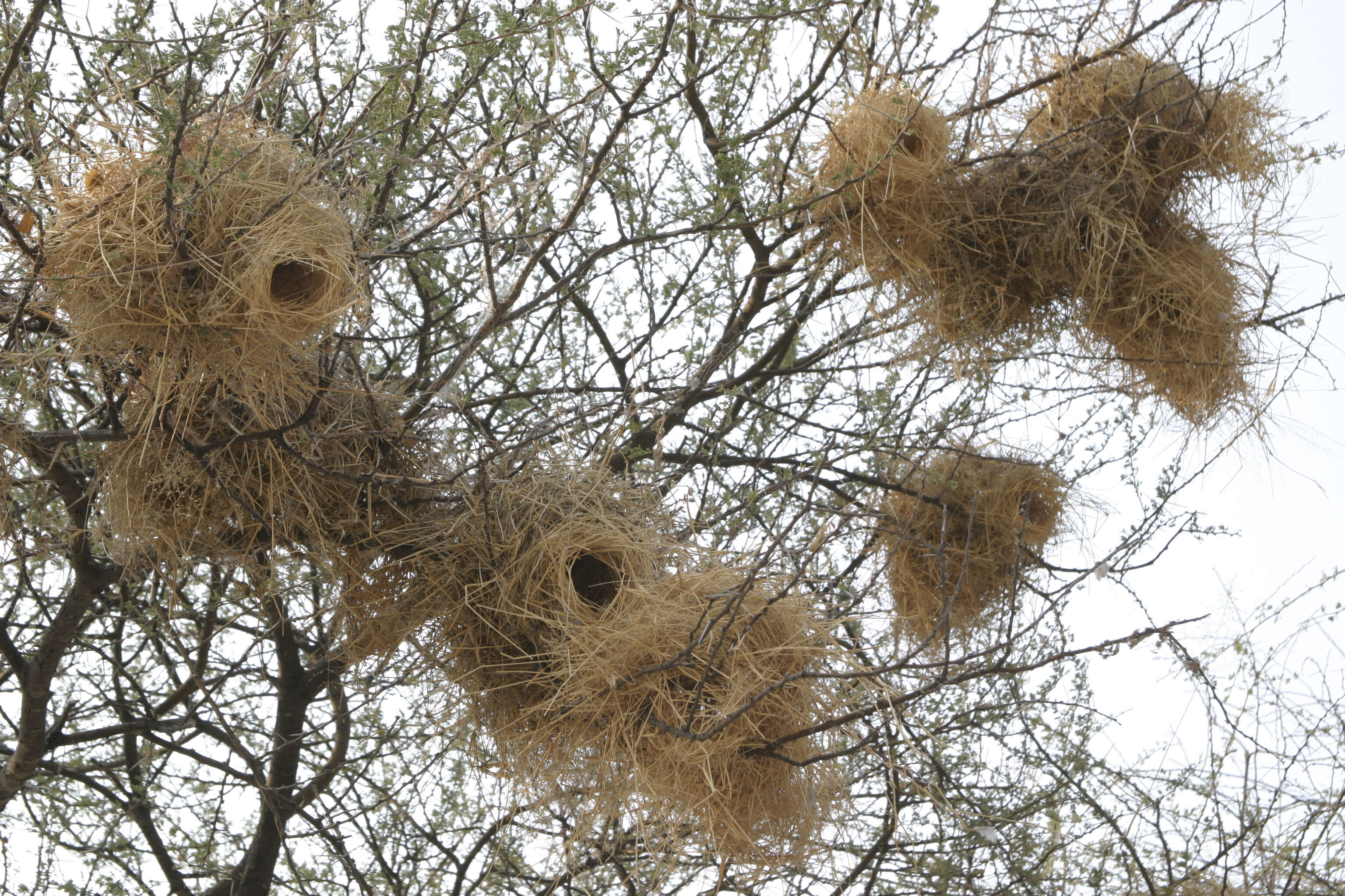 Image of sparrow-weaver