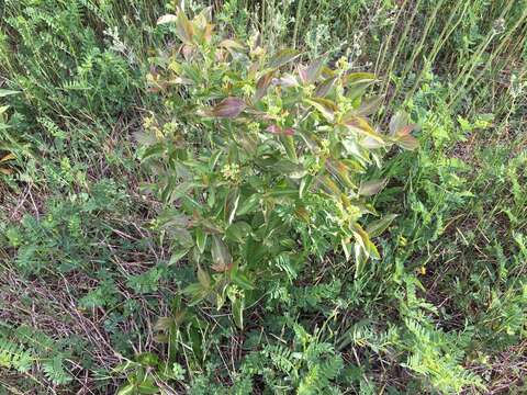 Image of Gray Dogwood