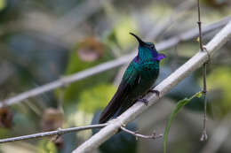 Image of Lesser Violetear