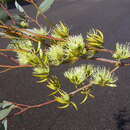 Image of Eucalyptus gardneri subsp. gardneri