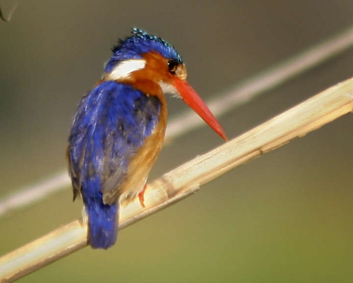 Image of Alcedo cristata