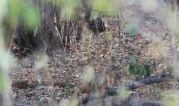 Image of Ceylon Junglefowl