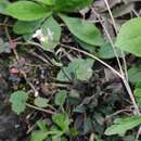 Image of Alpine Northern-Rockcress