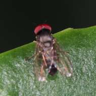 Image of Lindneromyia hungarica Chandler 2001