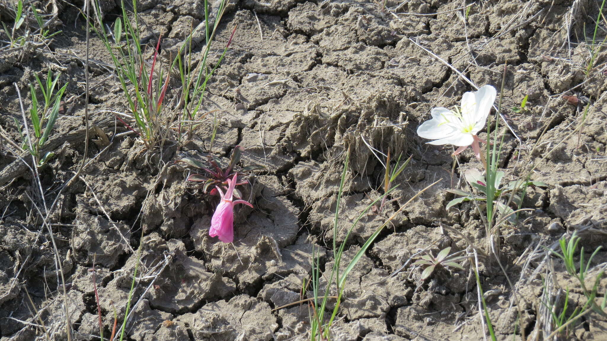 Image de Oenothera cespitosa subsp. marginata (Nutt. ex Hook. & Arn.) Munz