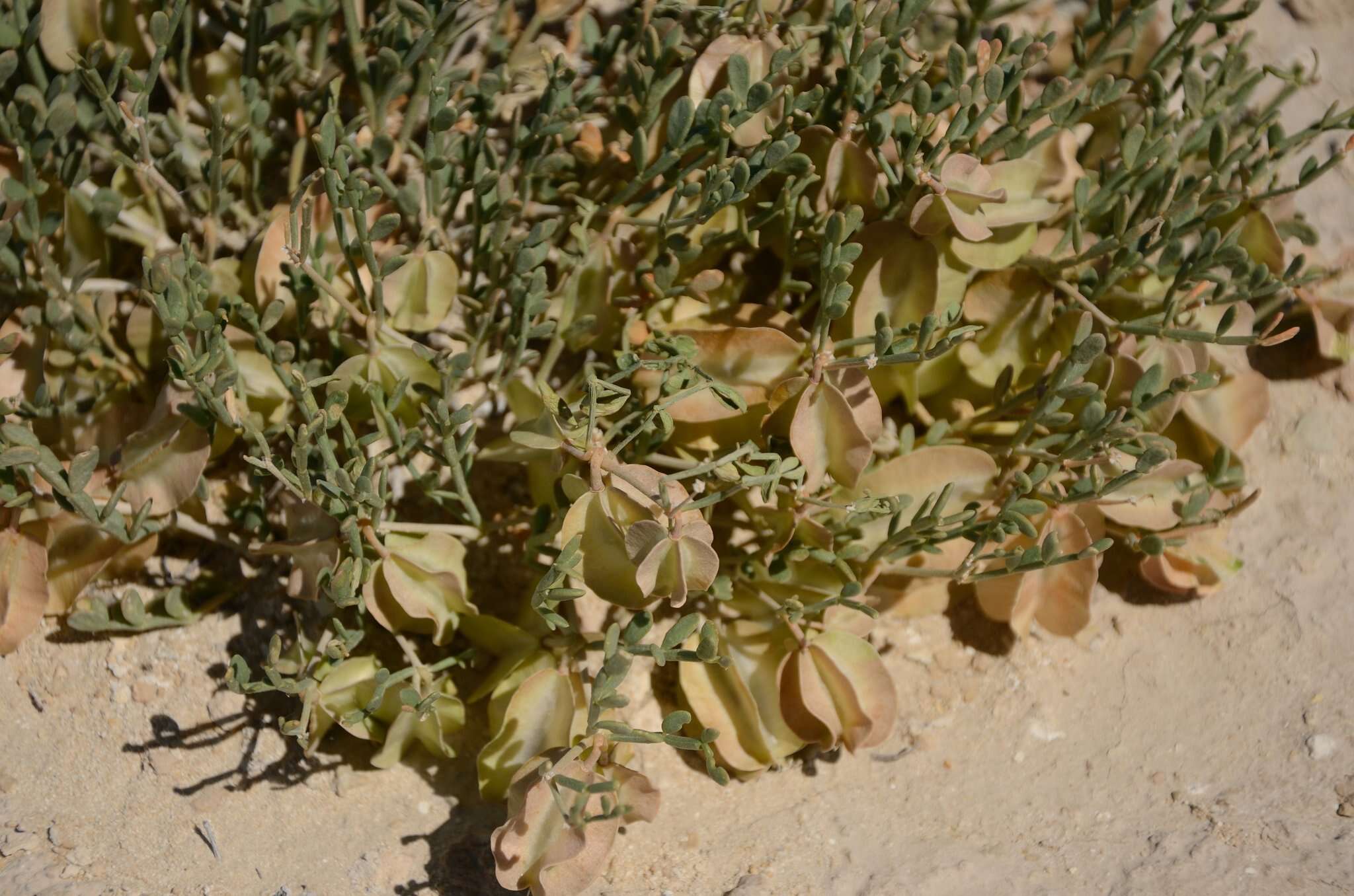 Image of Zygophyllum macropterum C. A. Mey.