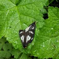 Image of Police Car Moth