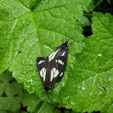 Слика од Gnophaela vermiculata Grote 1864