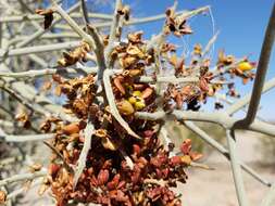 Image of crucifixion thorn