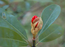 Image of Sweetbay Magnolia
