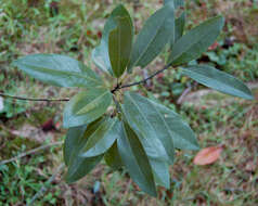 Sivun Magnolia virginiana L. kuva