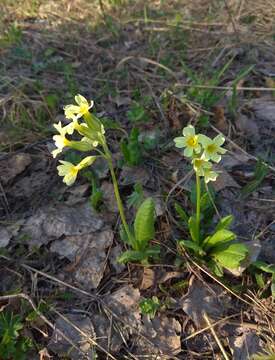 Image of Primula elatior subsp. pallasii (Lehm.) W. W. Sm. & Forrest