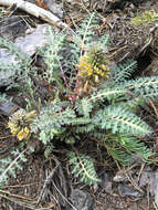 صورة Pedicularis semibarbata A. Gray