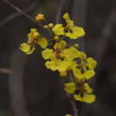 Imagem de Diplopterys lutea (Griseb.) W. R. Anderson & C. Davis