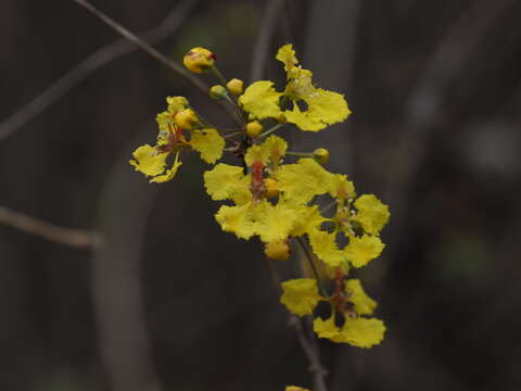 Image of Diplopterys lutea (Griseb.) W. R. Anderson & C. Davis