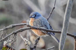 Image of Gray-backed Tachuri