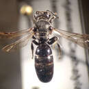 Image of Basal Masked Bee