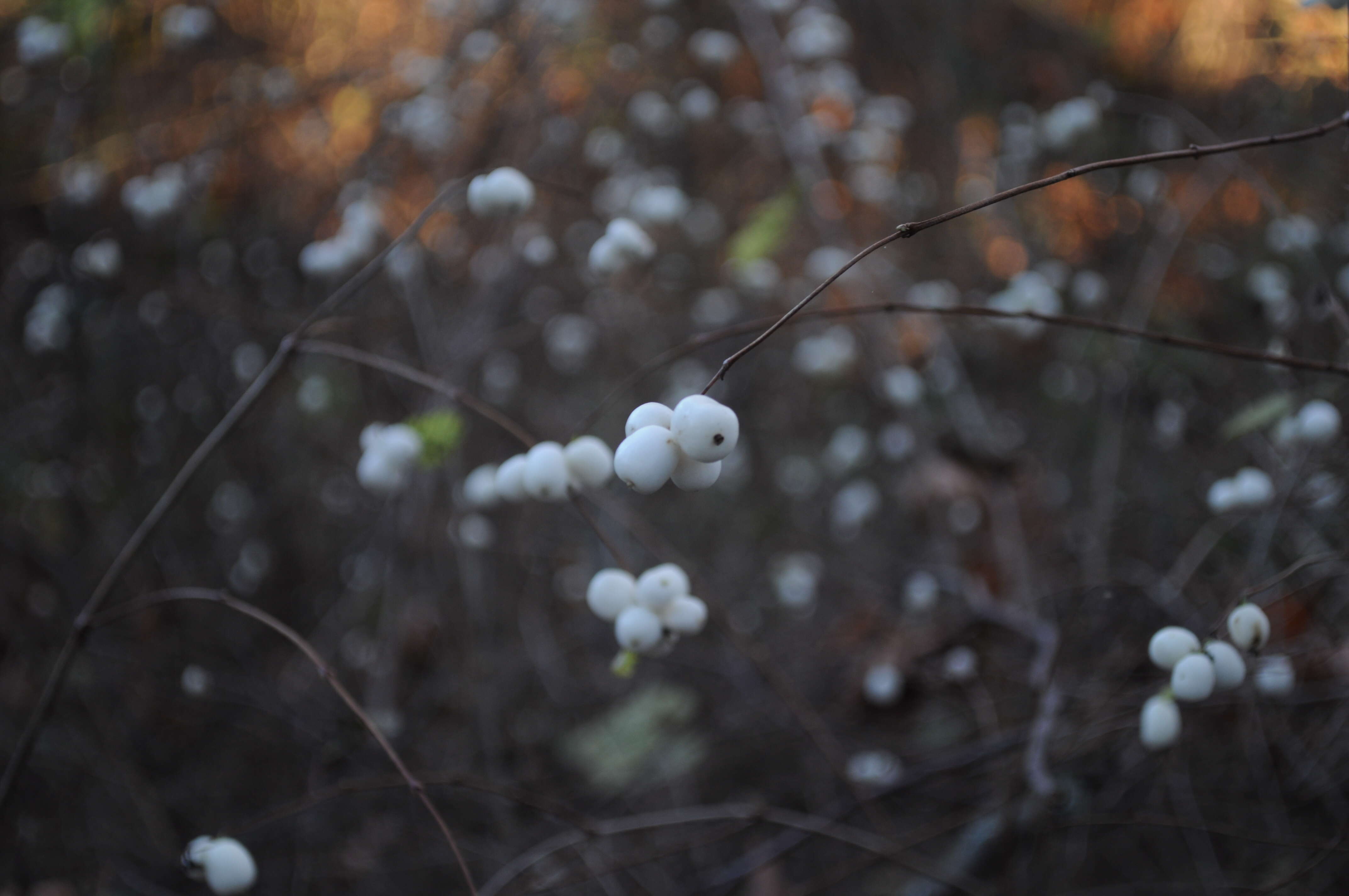 Image of common snowberry