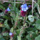 Image of Anchusella cretica (Mill.) M. Bigazzi, E. Nardi & F. Selvi