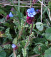 Слика од Anchusella cretica (Mill.) M. Bigazzi, E. Nardi & F. Selvi