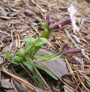 Image de Silene caroliniana subsp. pensylvanica (Michx.) R. T. Clausen