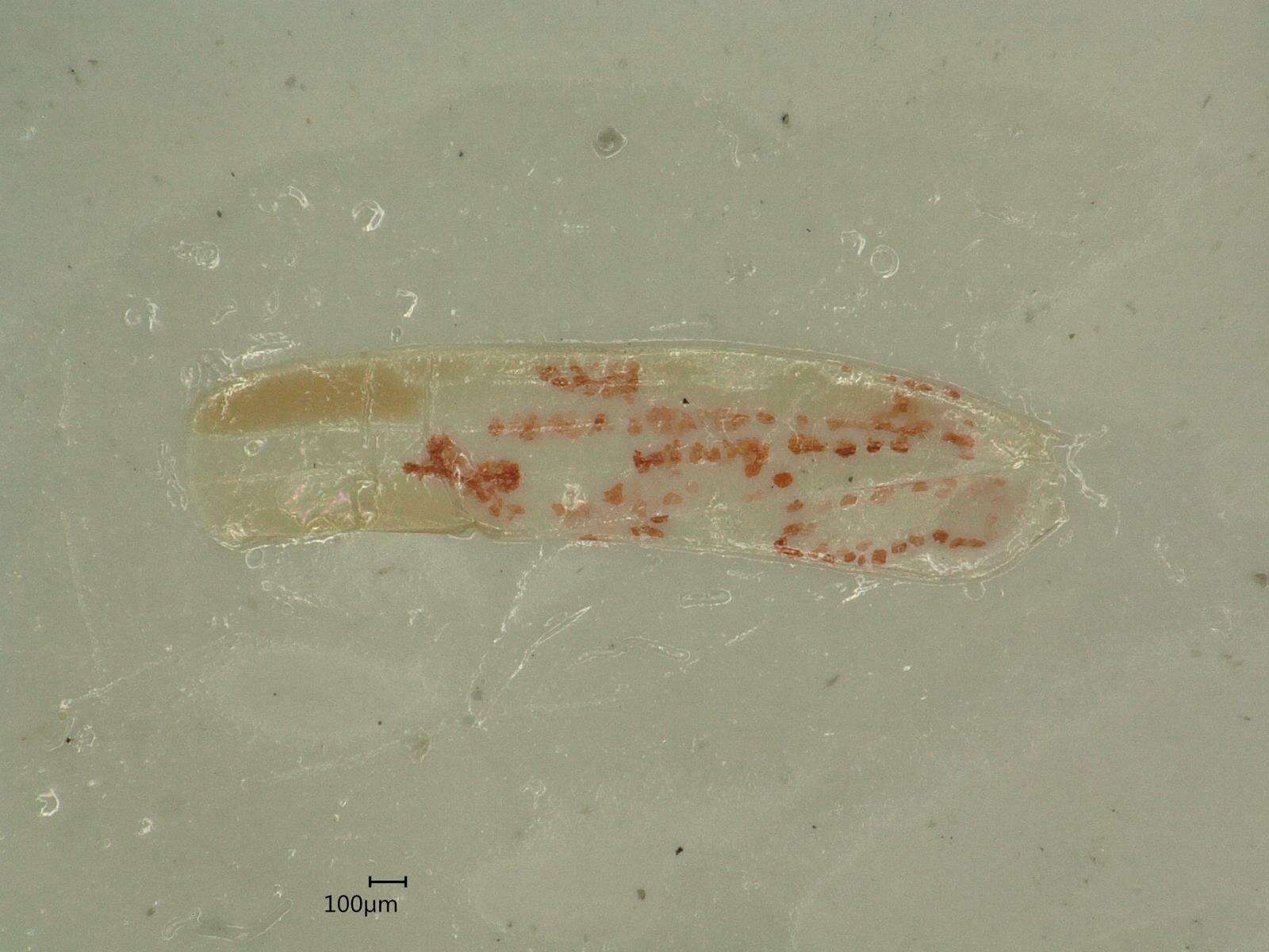 Image of Zygina (Zygina) griseombra Remane 1994