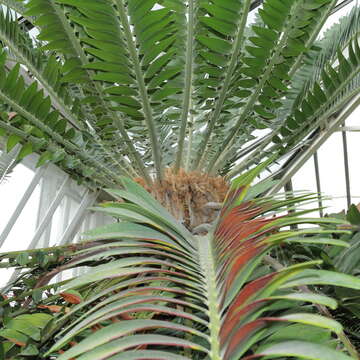 Image of Wood's Cycad