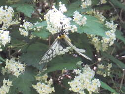 Plancia ëd Parnassius glacialis Butler 1866