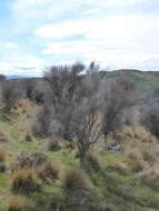 Image of Olearia virgata var. lineata Kirk