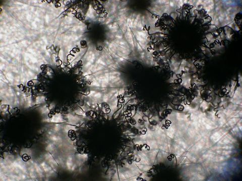 Image of Chaetomium