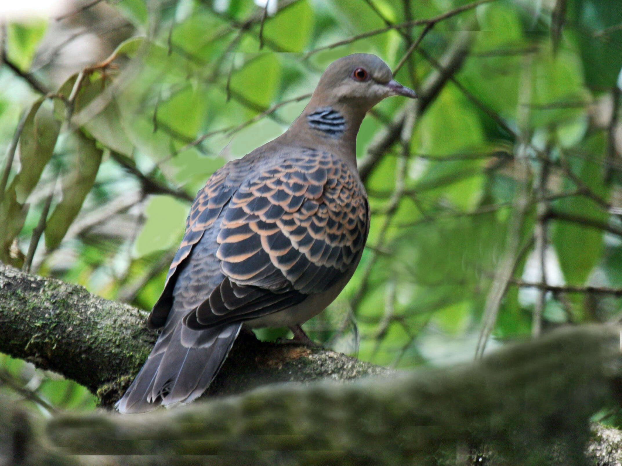 Image of Oriental Turtle Dove