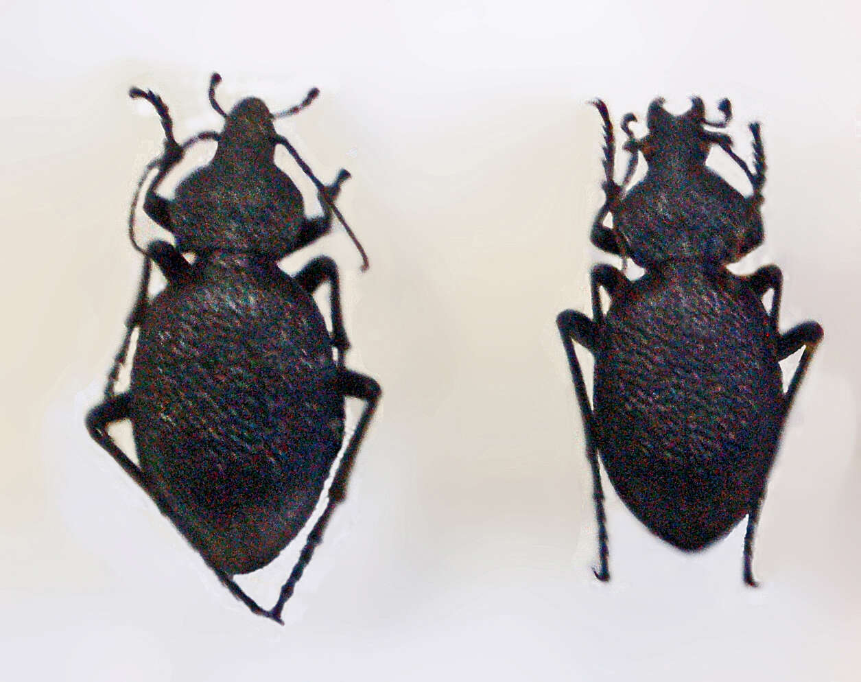 Image of Carabus (Procerus) gigas Creutzer 1799