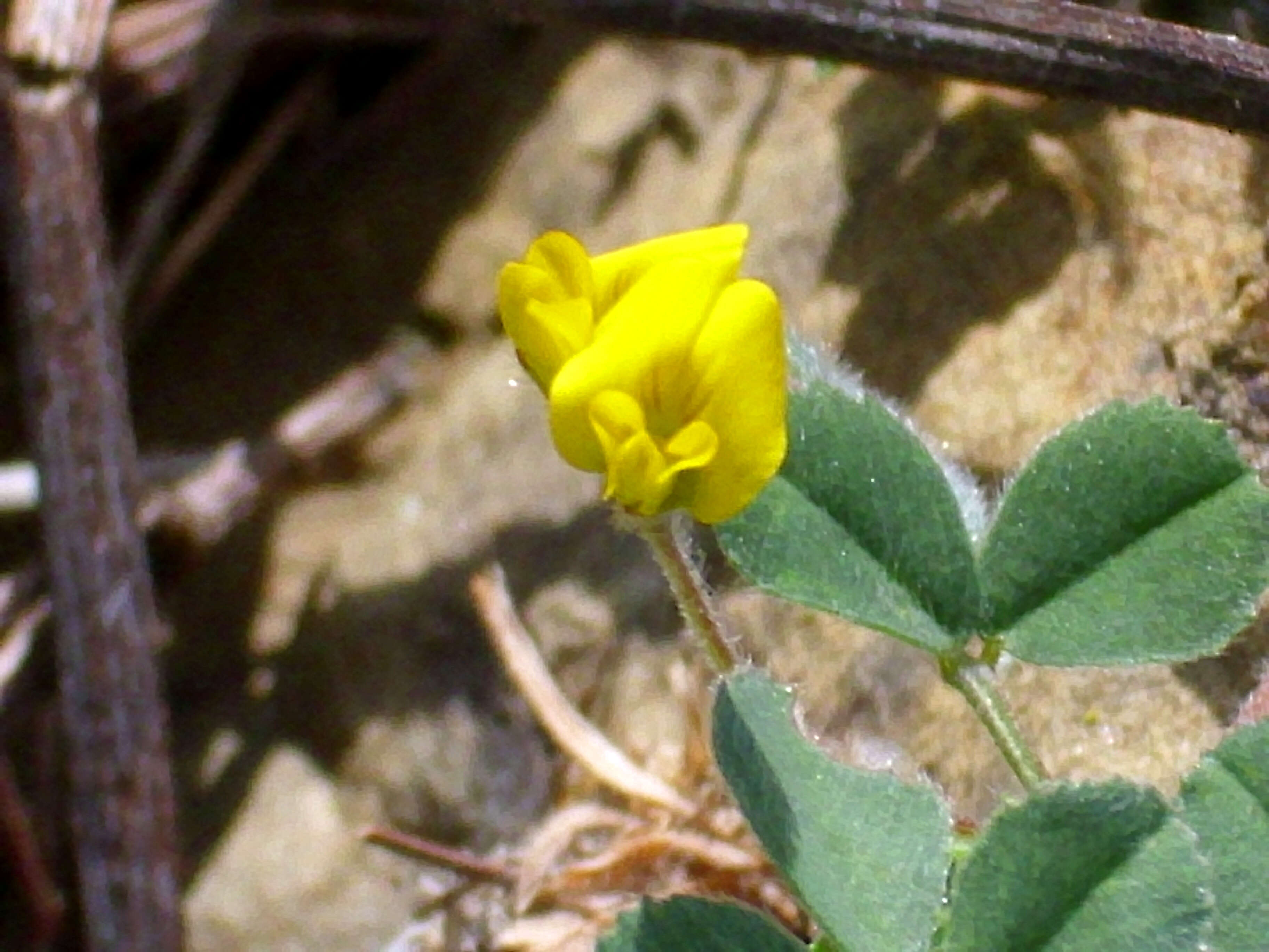 Слика од Medicago truncatula Gaertn.