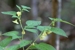 Calliphysalis carpenteri (Riddell) Whitson resmi