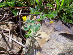 Слика од Medicago truncatula Gaertn.