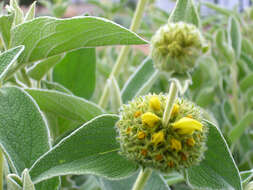 Image of shrubby Jerusalem sage