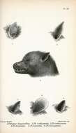 Слика од Pteropus livingstonii Gray 1866