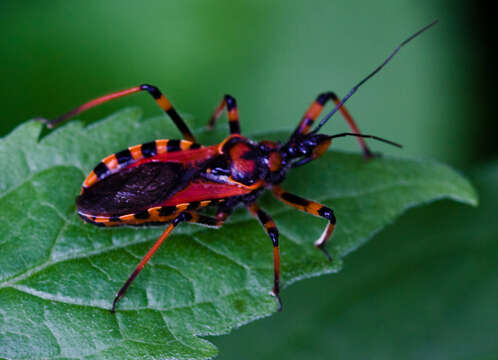 Plancia ëd Rhynocoris rubricus (Germar ex Ahrens 1816)