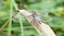 Image of Blue Chaser