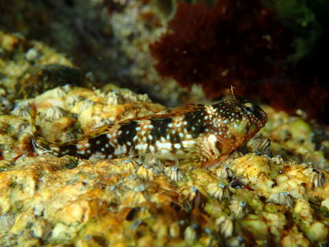 Plancia ëd Coryphoblennius