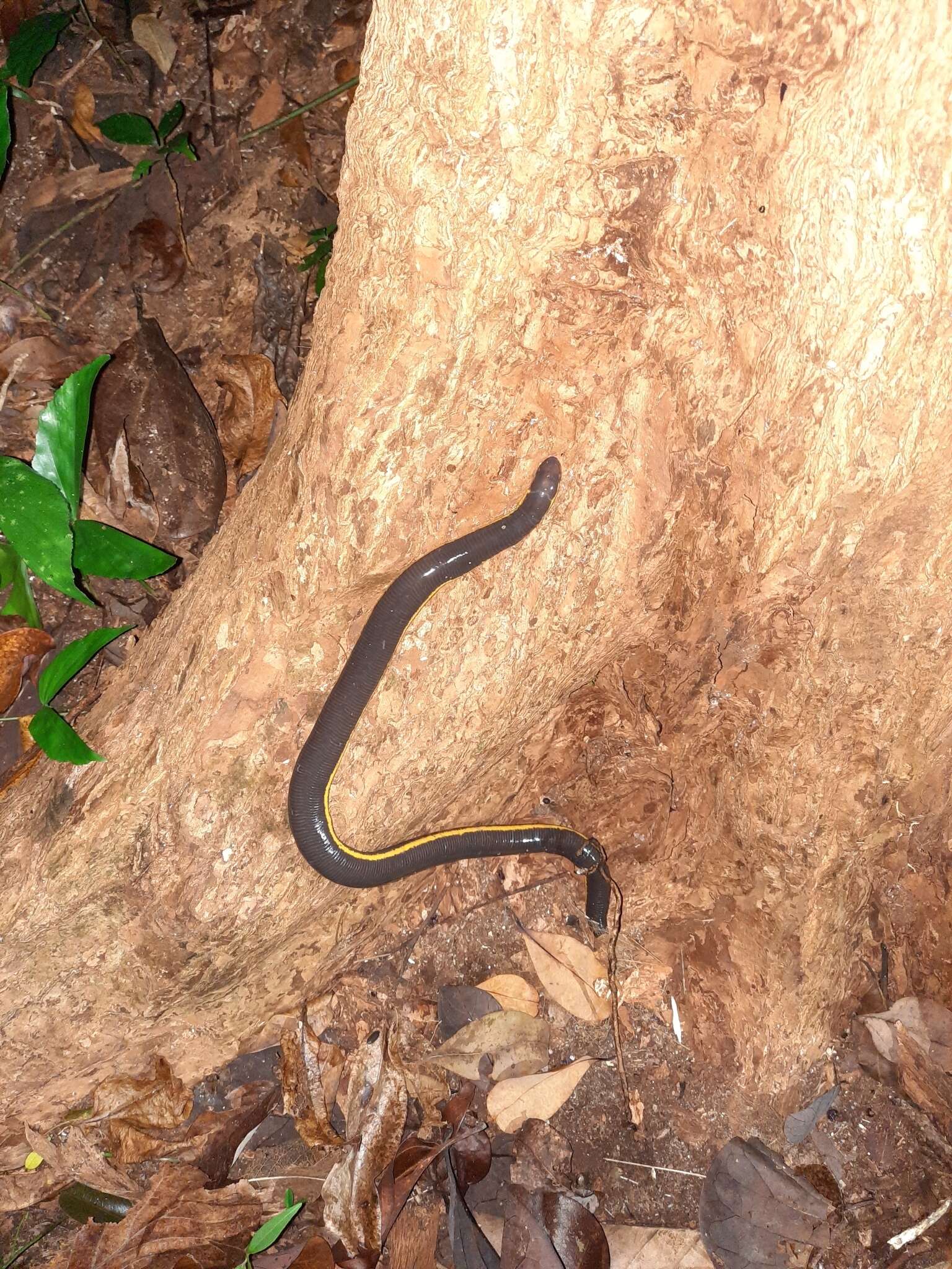 Plancia ëd Ichthyophis kohtaoensis Taylor 1960