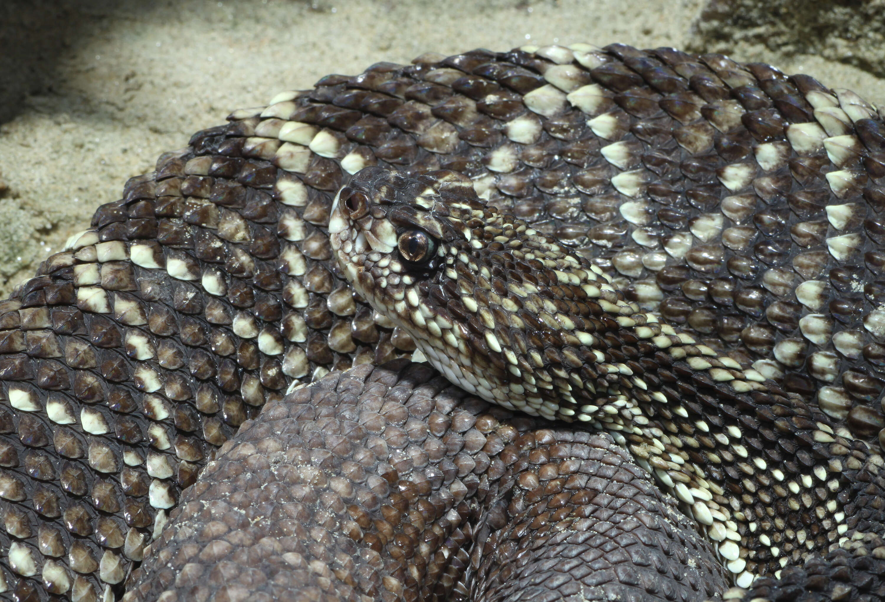 صورة Crotalus durissus Linnaeus 1758