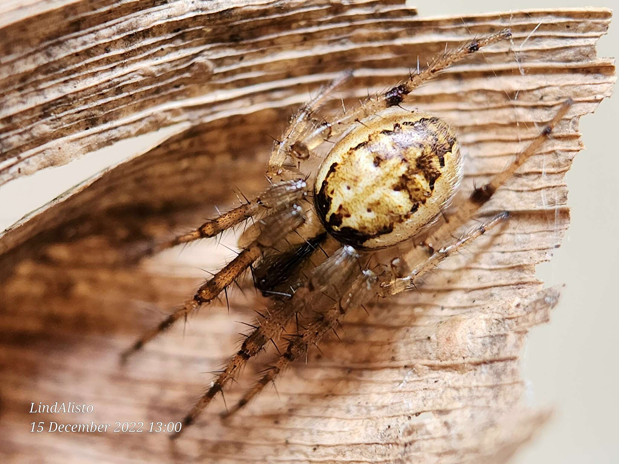 Image of Neoscona inusta (L. Koch 1871)